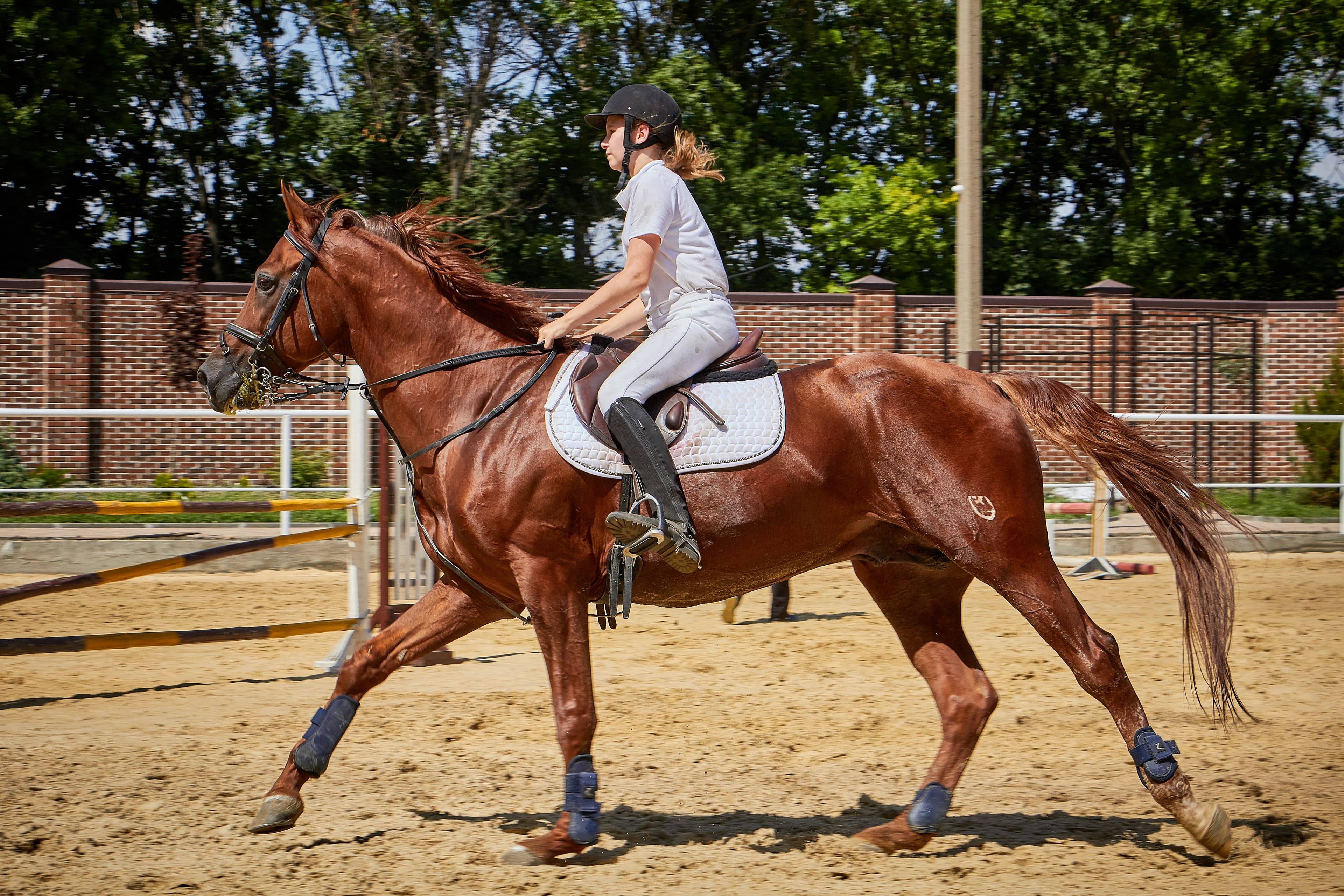 Equine Therapy